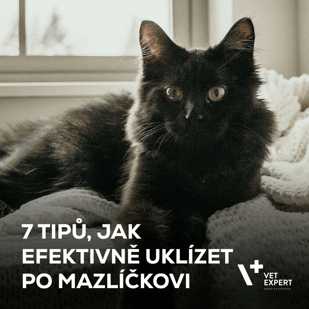 7 tipů, jak efektivně uklízet po mazlíčkovi a nezbláznit se z toho